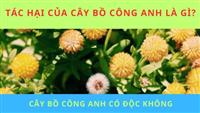 Tìm hiểu về tác dụng và tác hại của cây bồ công anh