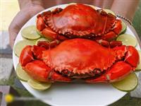Hướng dẫn món cua hấp bia không tanh, giữ được độ ngọt, thơm ngon đúng điệu
