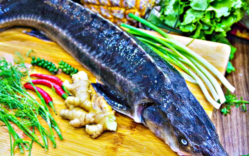lẩu cá tầm hà nội