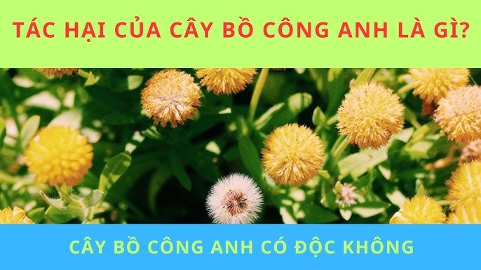  tác hại của cây bồ công anh