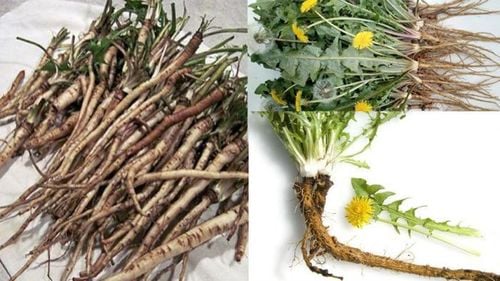 tác hại của cây bồ công anh