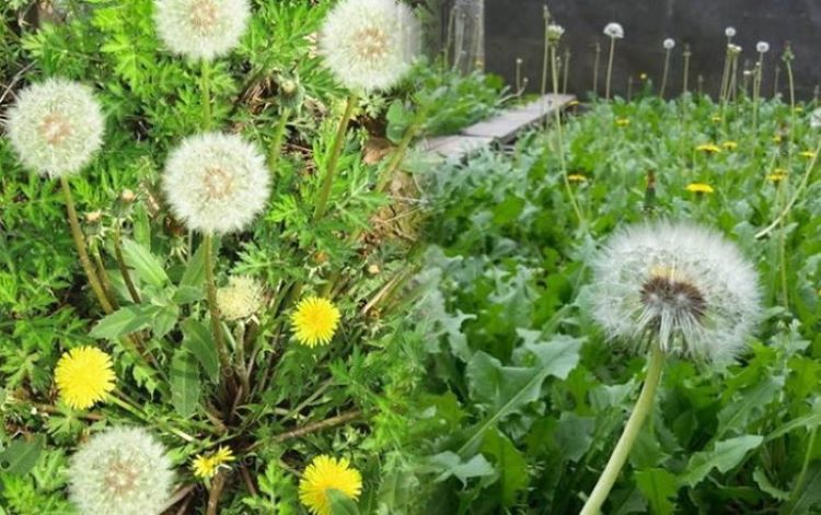 Tác hại của cây bồ công anh